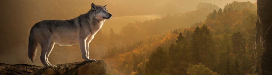 Bild zeigt Wolf auf einem Felsvorsprung. Mit Blick über ein Tal mit Wald.